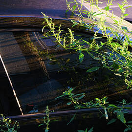 Urban Nature Reclaiming Car Window - Berlin Friedrichshain