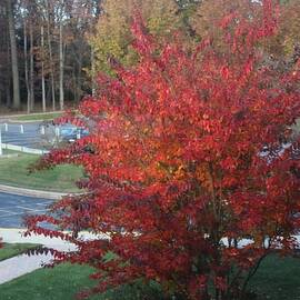 Vibrant Red Autumn Foliage
