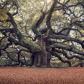Voices of the Angels by Magda Bognar