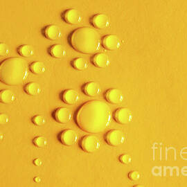 Water Flowers by Carlos Caetano