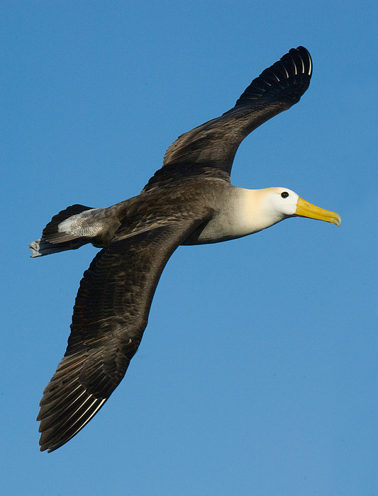 Albatross Art for Sale