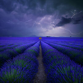 Wetter Im Lavendelfeld by Franz Schumacher