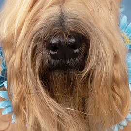 Wheaten Face Mask 5 by Rebecca Cozart