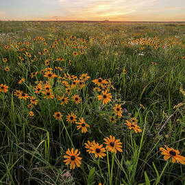 Wildflowers by Scott Bean