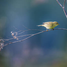 Willow Warbler by Ibrahim Canakci