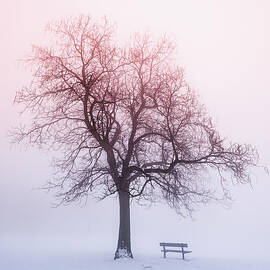 Winter tree in fog at sunrise by Elena Elisseeva