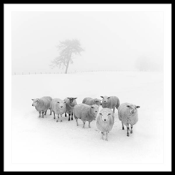 Sheep in a Wintery Snowfield Framed Print