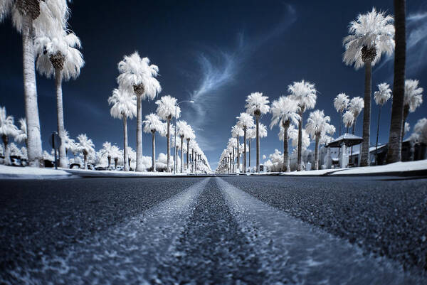 Palm Trees Under Blue Sky Wall Art