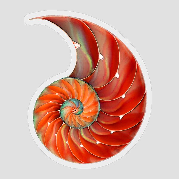 Nautilus Shell - Nature's Perfection Sticker